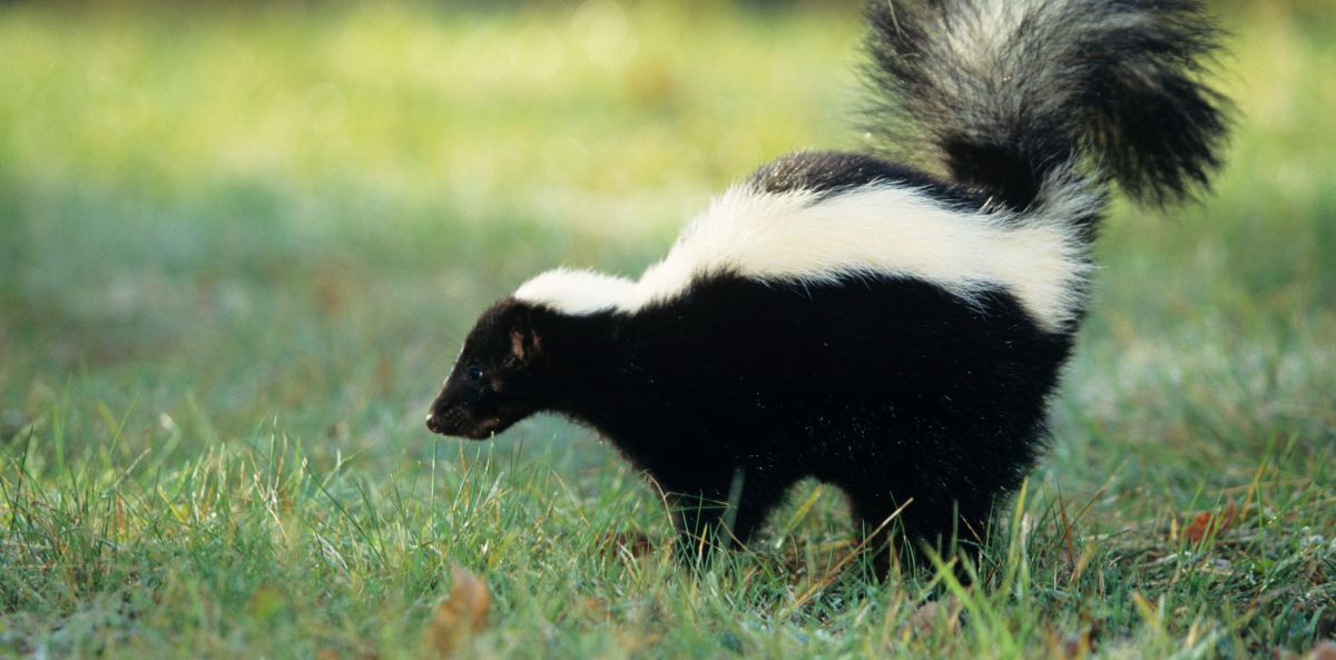 A skunk