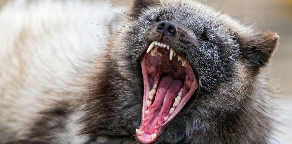 board report template