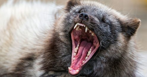 board report template