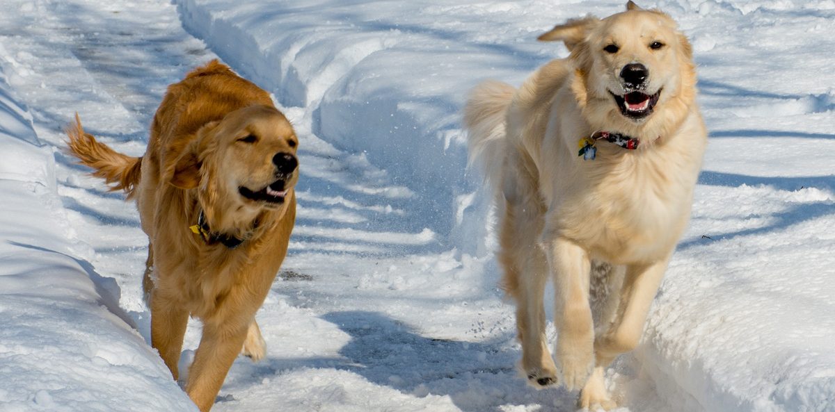 development director relationship