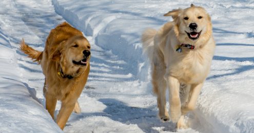 development director relationship