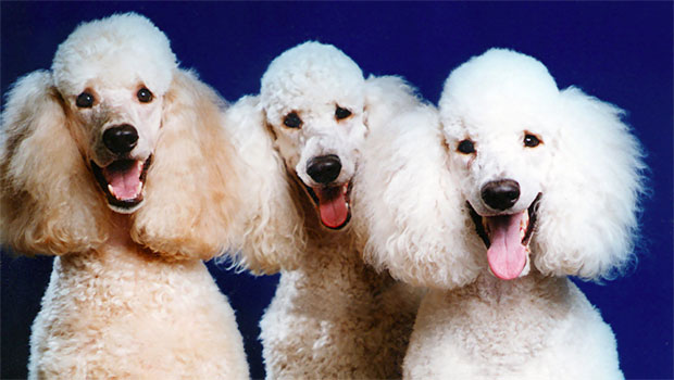 3 Poodles