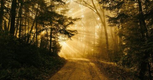 Image shows a sunlit path through trees in a forest, symbolizing the path to successful nonprofit leadership.