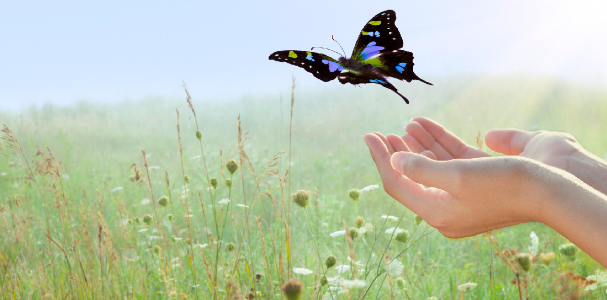 how to fire an employee - two hands cupped together releasing a butterfly over a grassy field