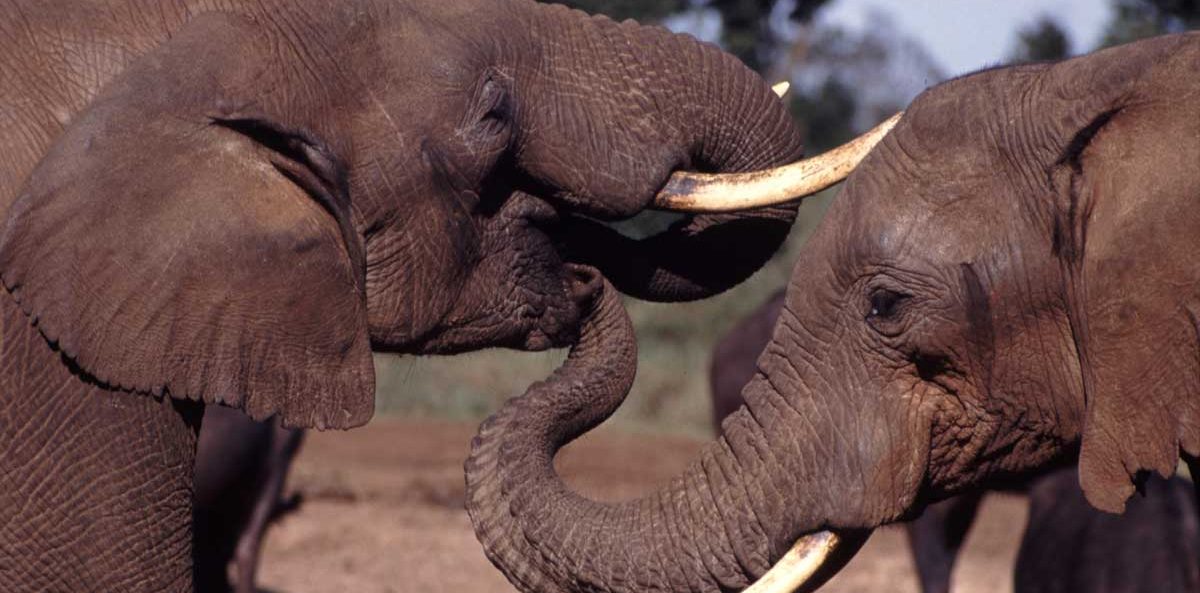 Executive Director Contracts