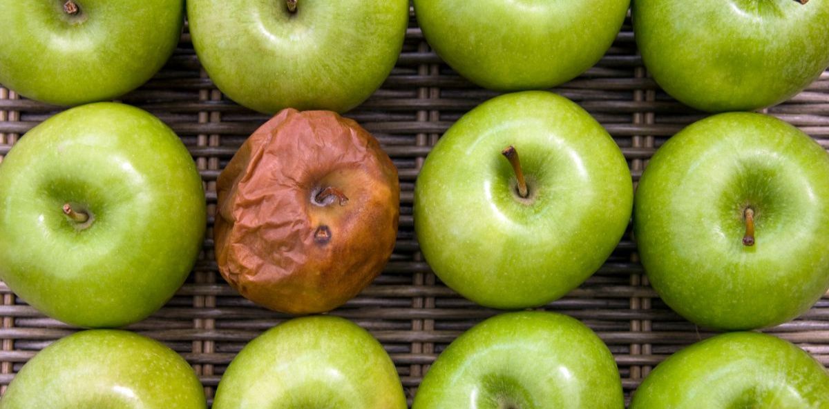 A rotten apple in a group of green apples.