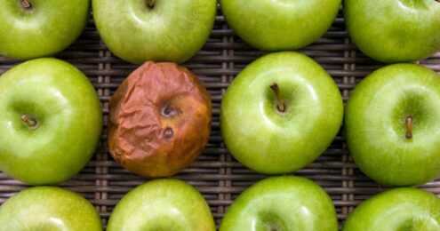 A rotten apple in a group of green apples.