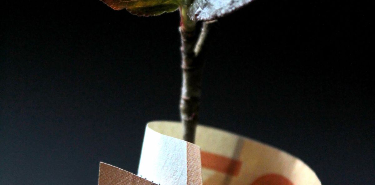 A plant wrapped on paper